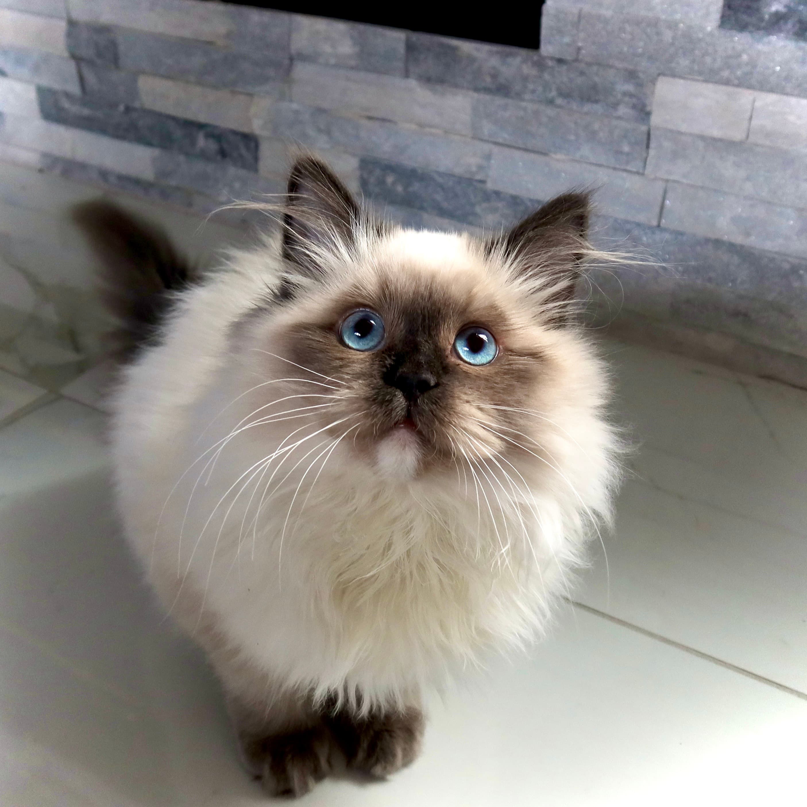 Fluffy seal point cat with striking blue eyes and long whiskers looking up.