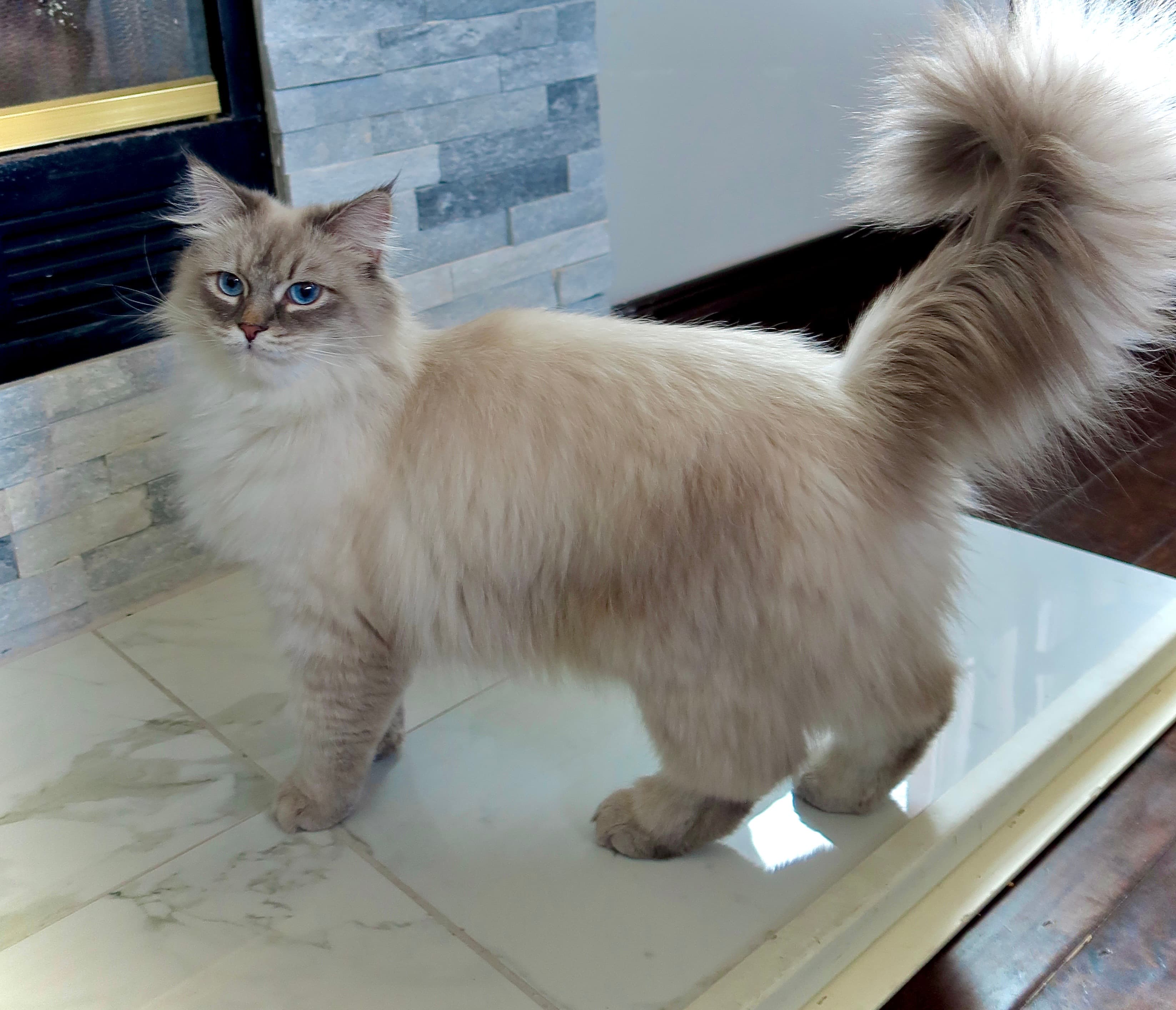 Fluffy cat with blue eyes and a large bushy tail standing on white tiled floor.