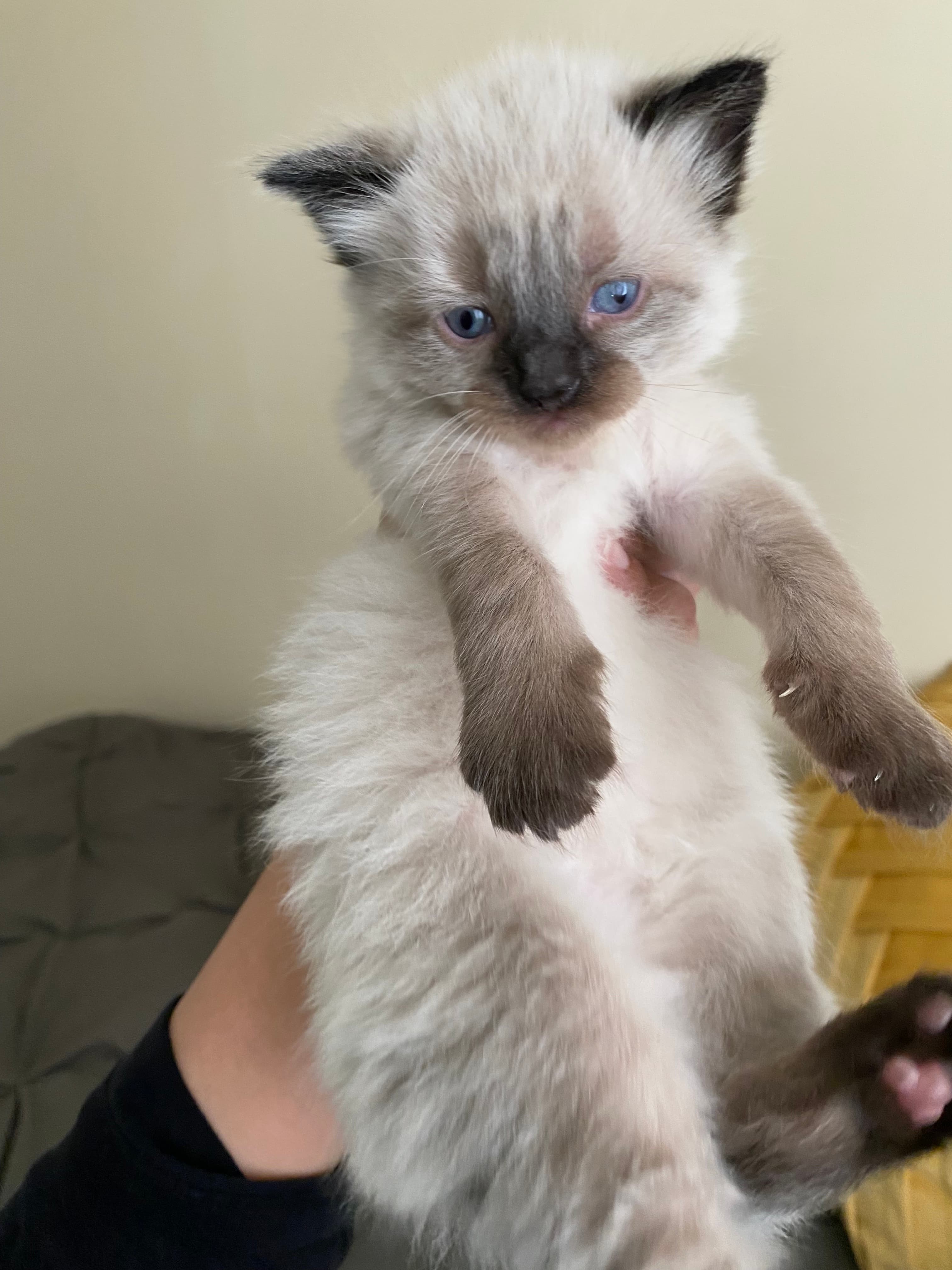 Fluffy Siamese kitten with bright blue eyes and dark brown points being held up.