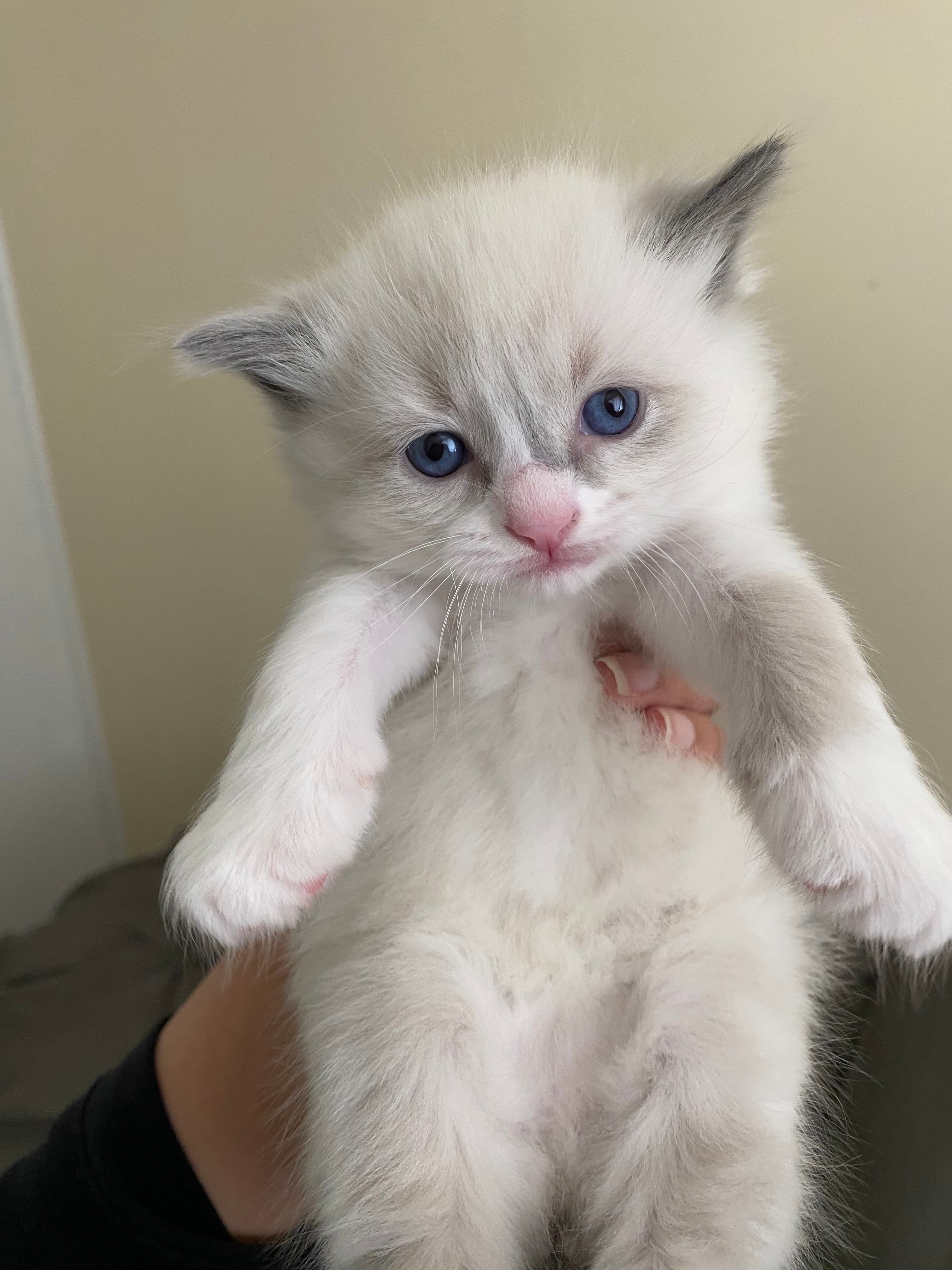 Small fluffy white kitten with blue eyes and grey ears being held by a hand.