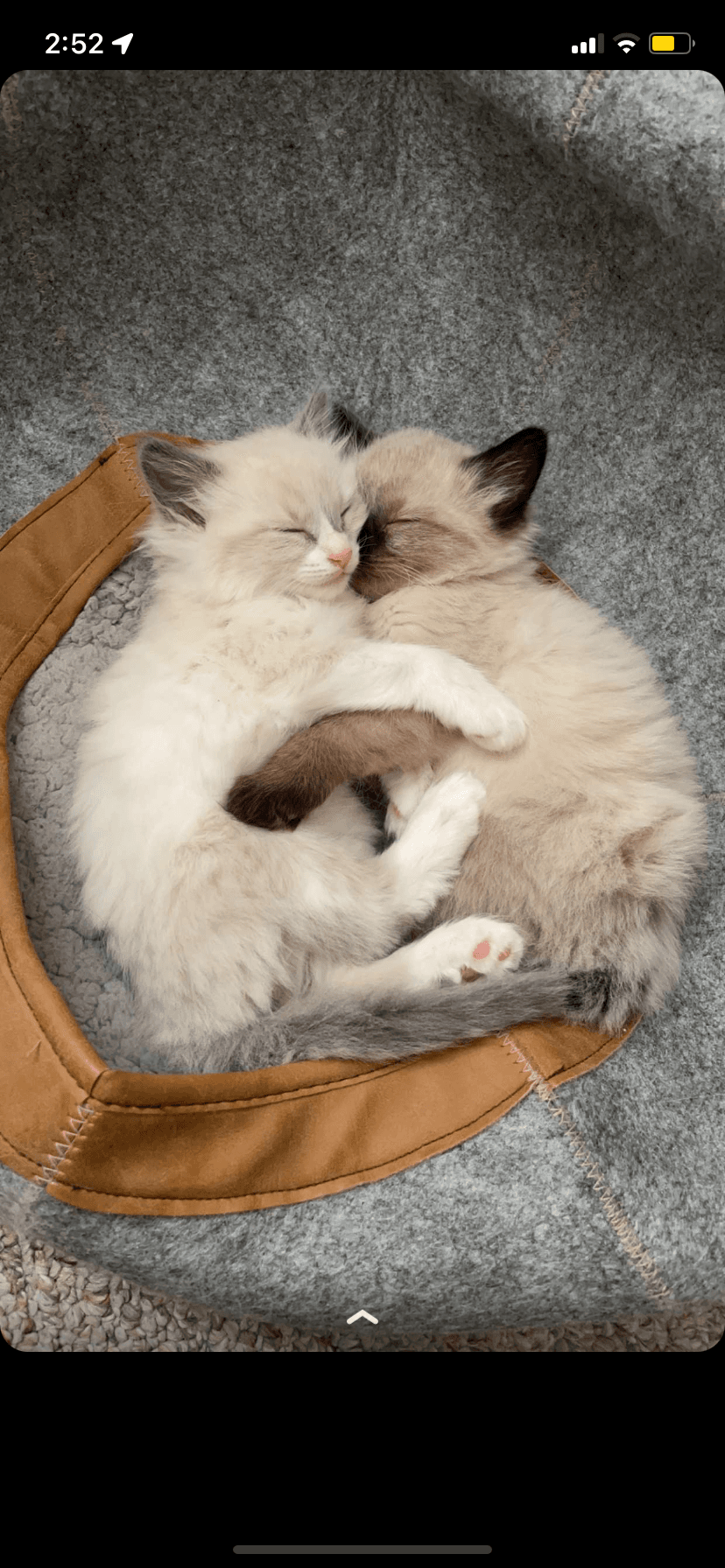 Two fluffy kittens, one cream and one tan, sleeping and cuddling together in a grey bed.