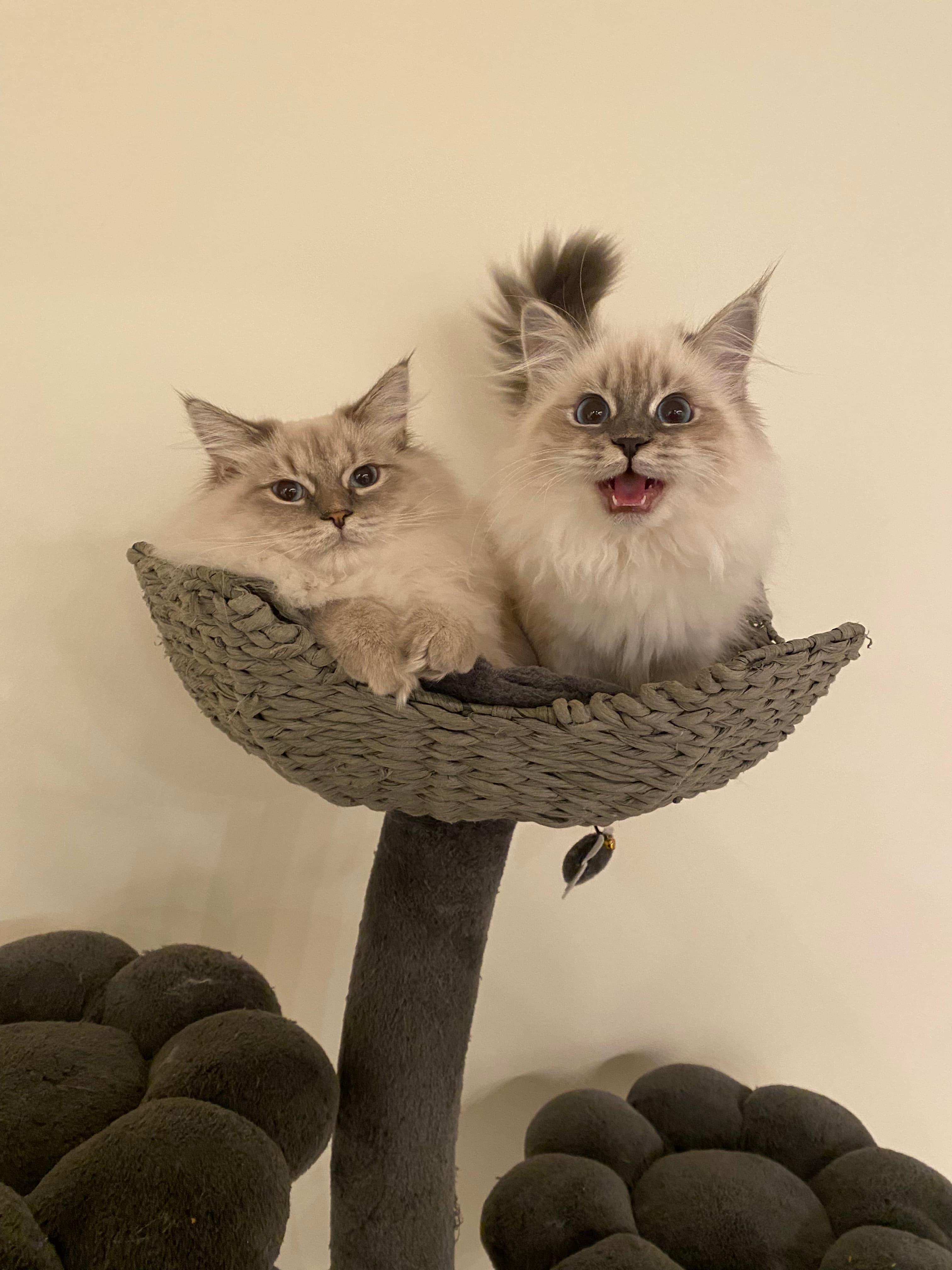 Two fluffy kittens in a grey woven cat tree basket, one meowing with mouth open.