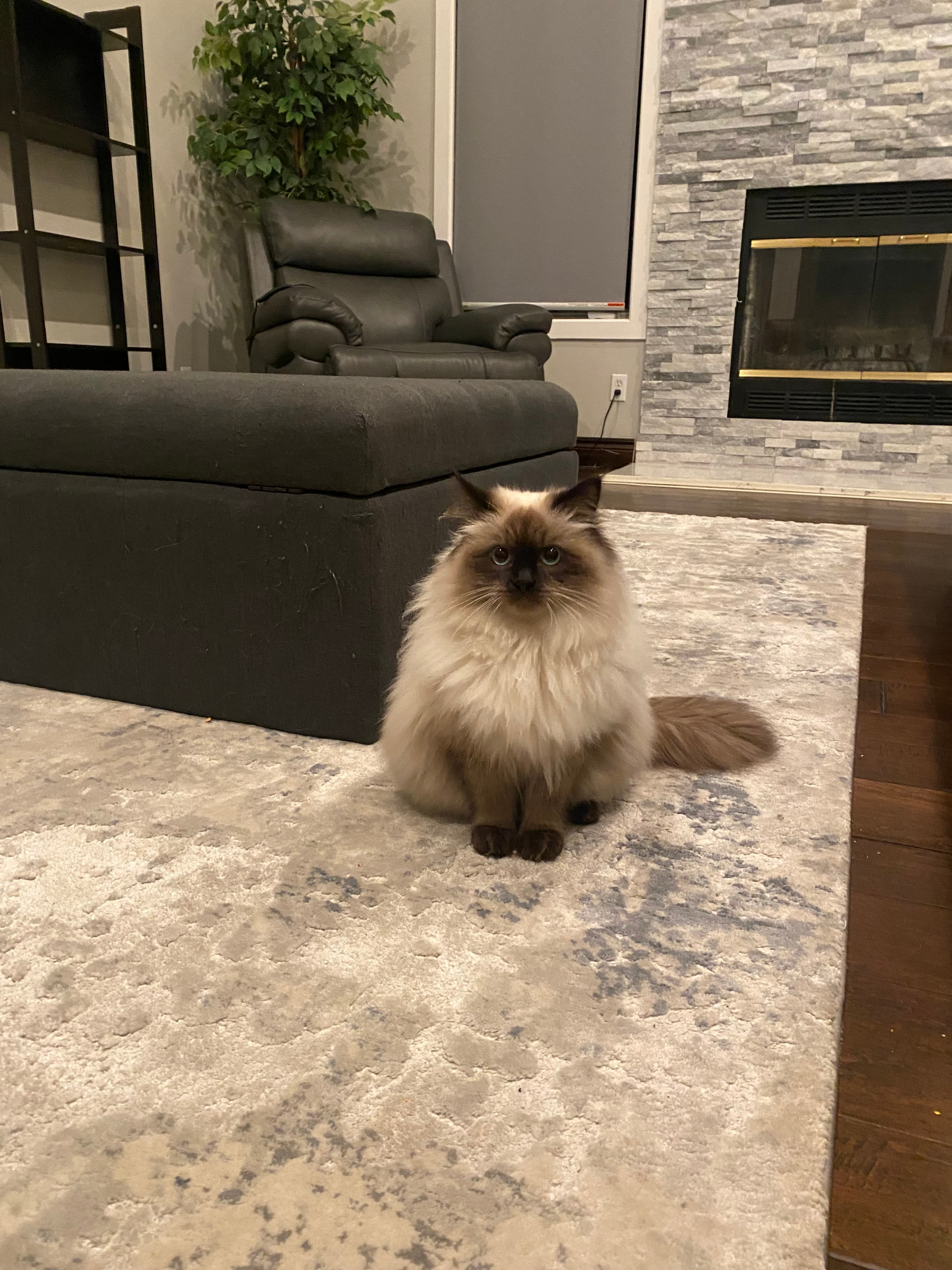 Fluffy seal point cat sitting on a light patterned rug next to a dark grey sofa.