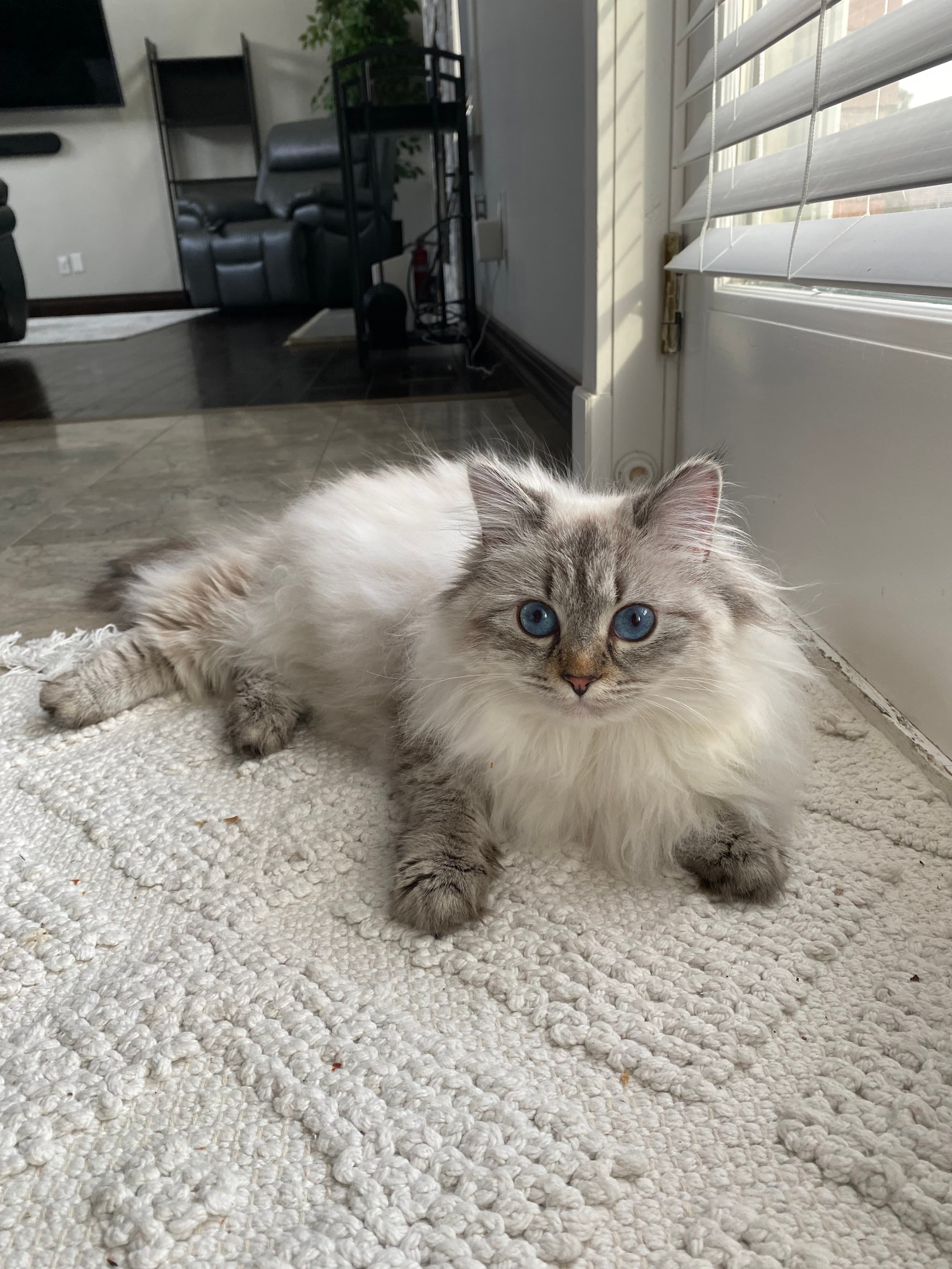 Fluffy white cat with striking blue eyes and grey markings lying on a white rug.