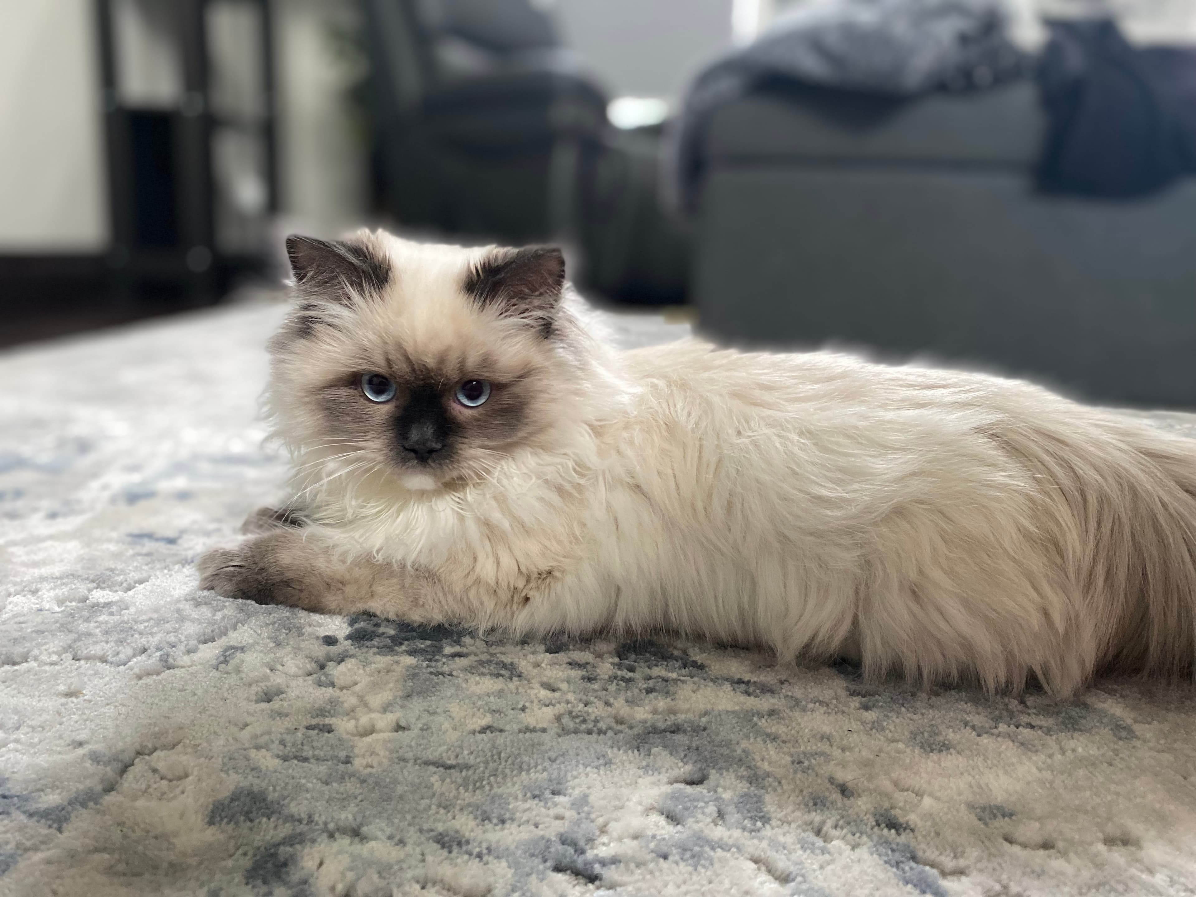 Fluffy Himalayan cat with blue eyes and dark points resting on a light patterned rug.