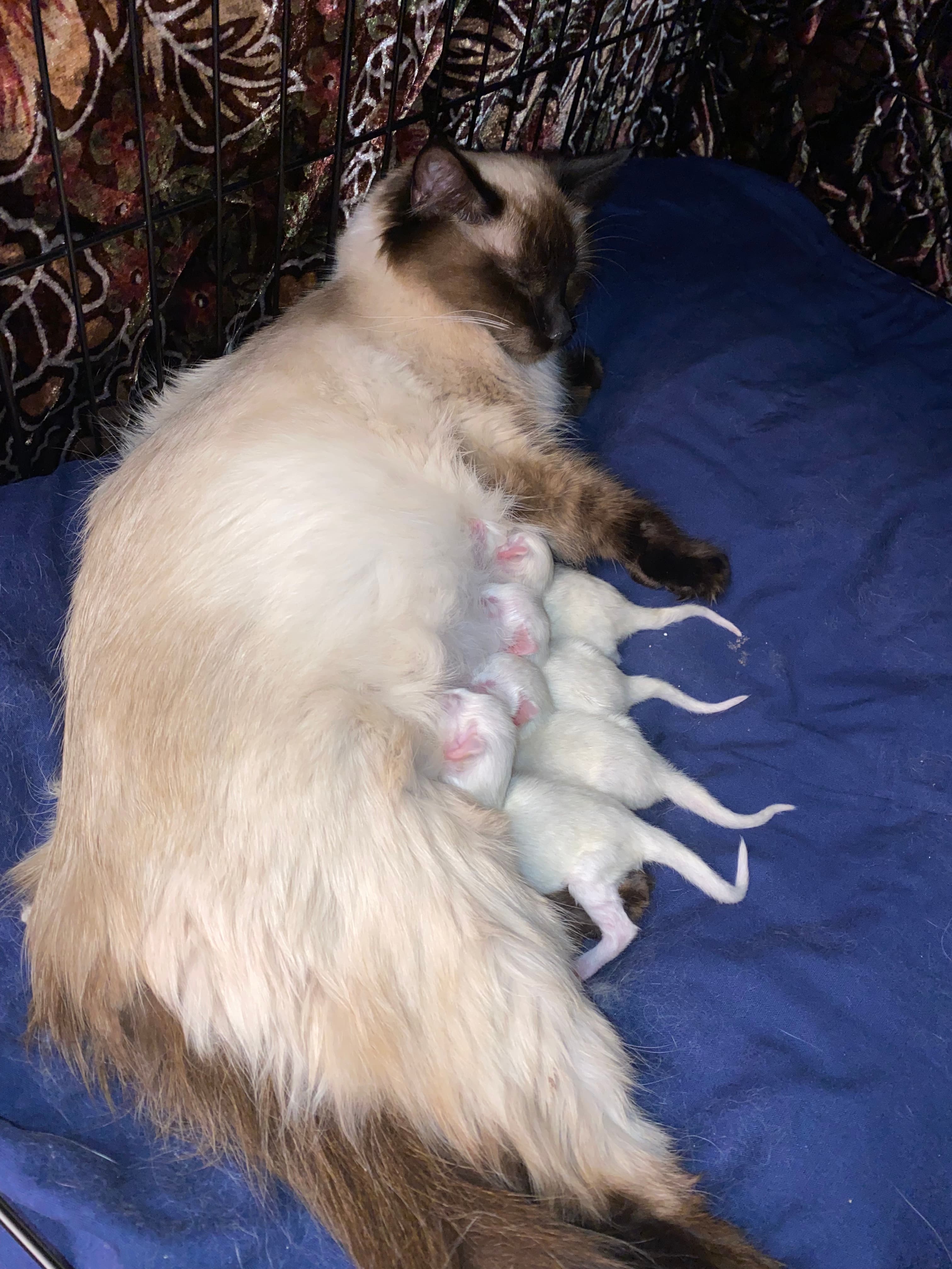 Seal point Siamese cat nursing a litter of white newborn kittens on a blue blanket.