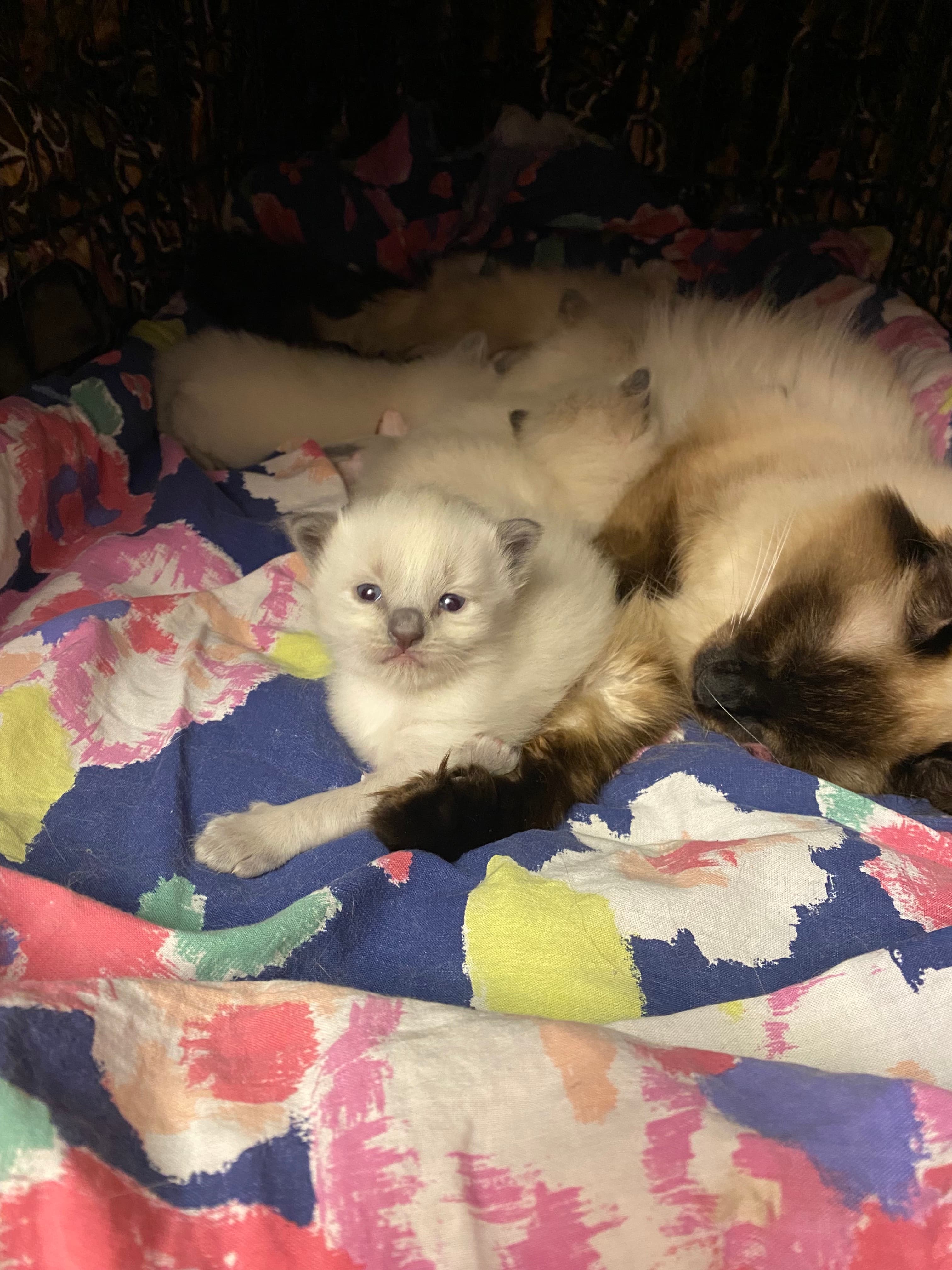 Siamese mother cat and kittens on a colorful blanket, one kitten looking at the camera.
