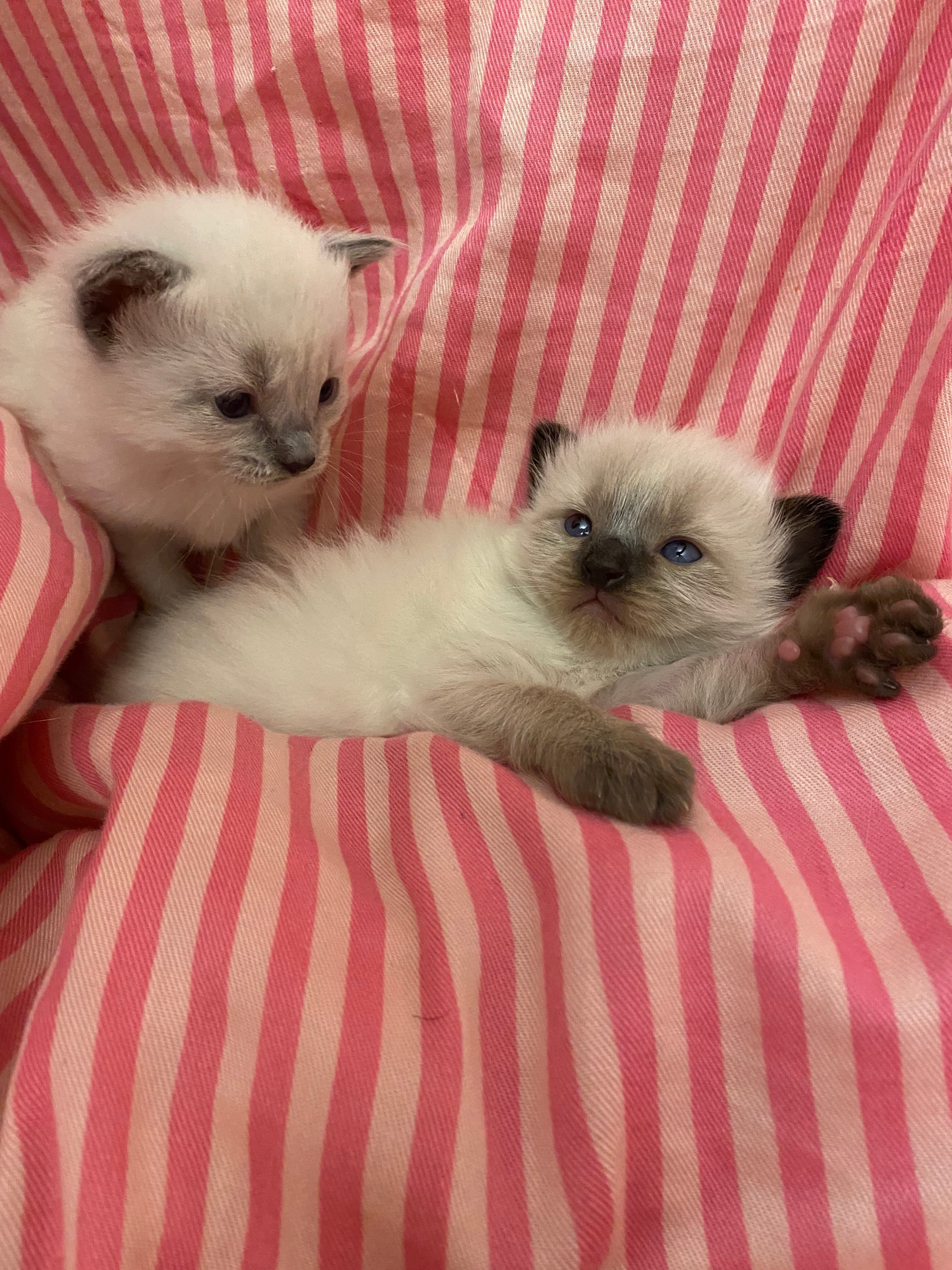 Two fluffy Siamese kittens with blue eyes rest on a pink and white striped fabric background.