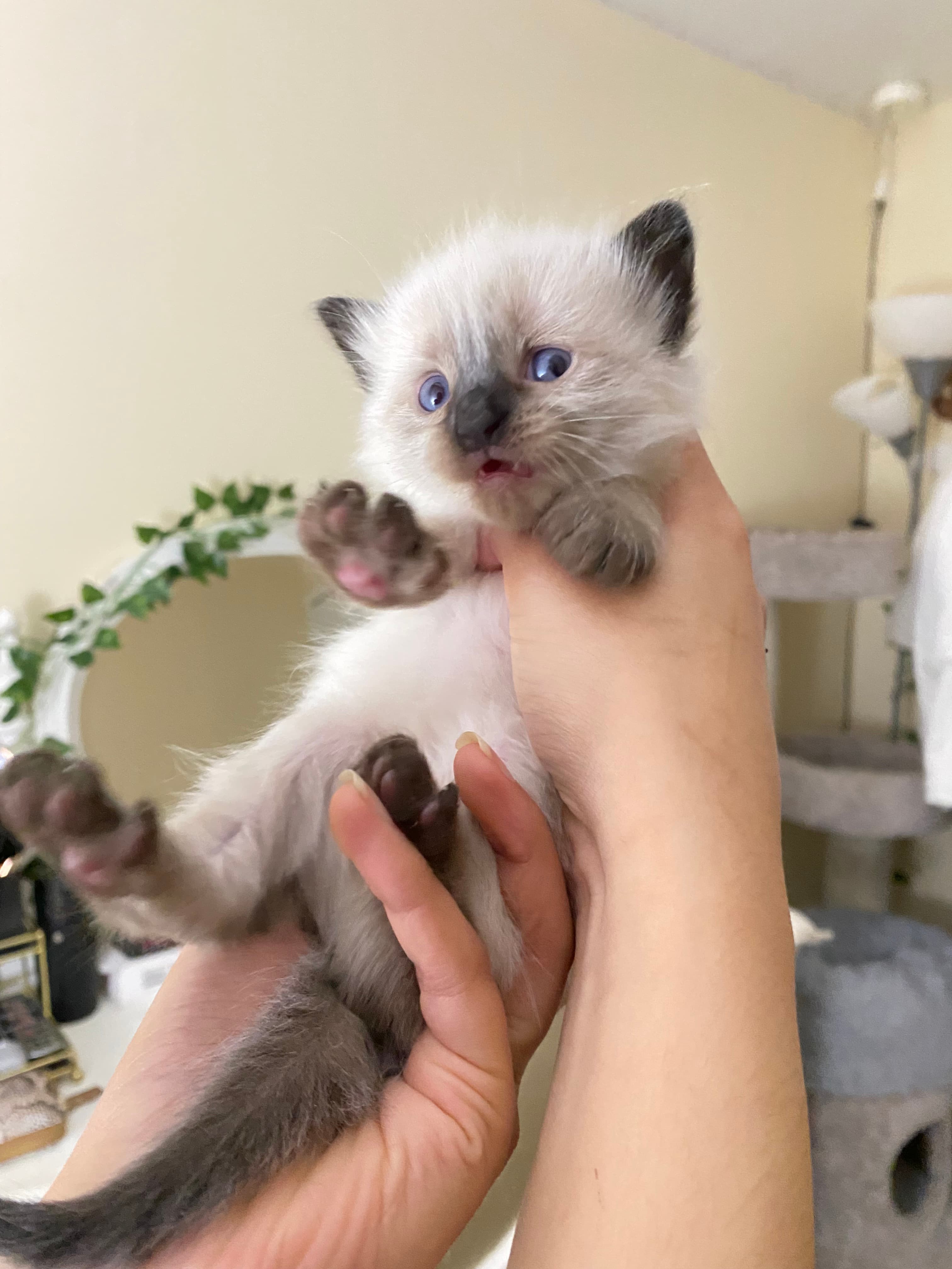 Tiny fluffy Siamese kitten with blue eyes and dark points being held up by hands.