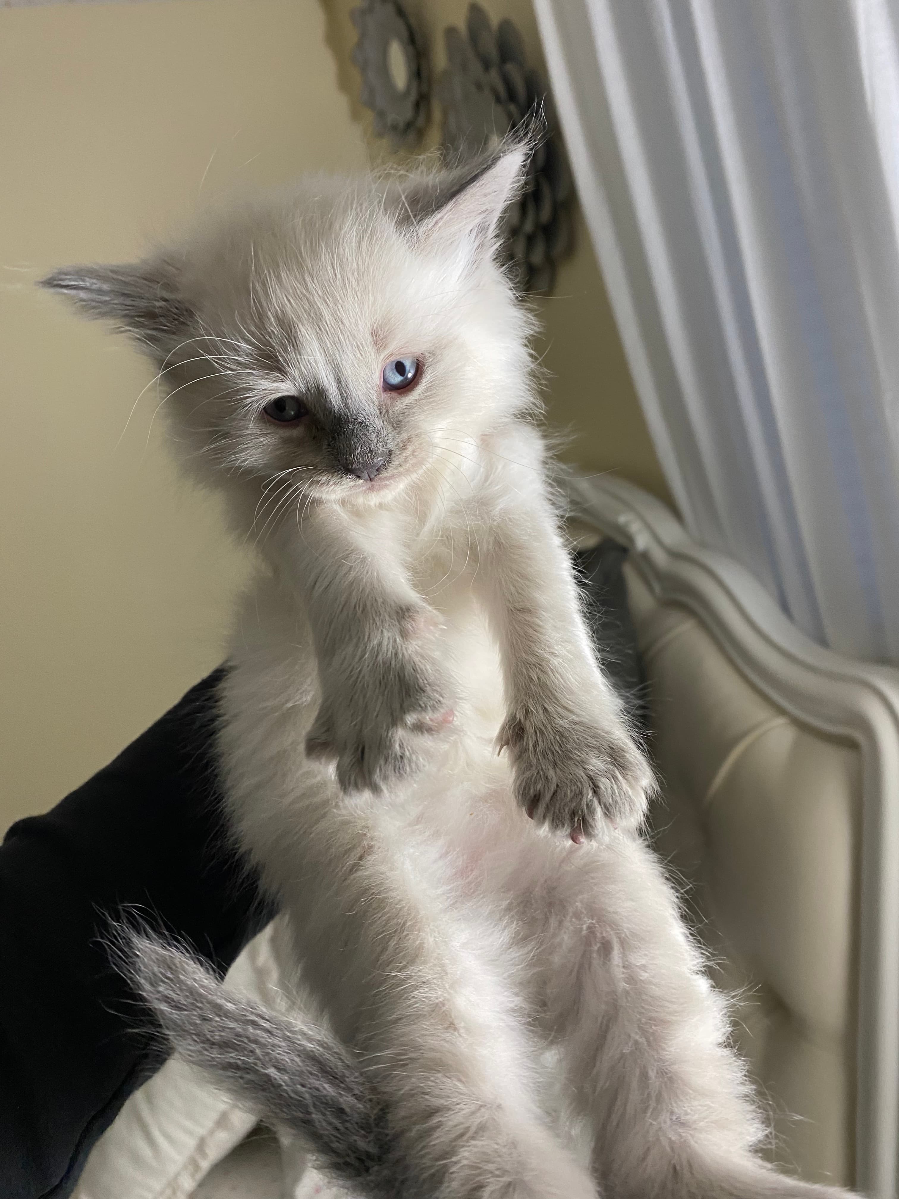 A fluffy white kitten with blue eyes and grey markings being held up indoors.