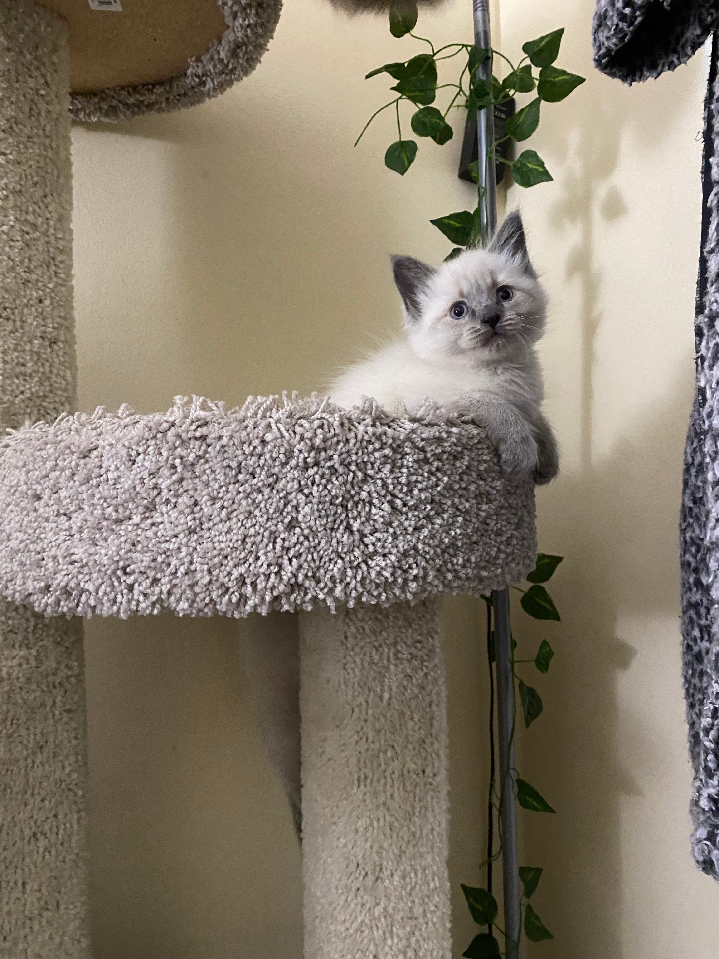 Fluffy white kitten with blue eyes and grey ears sits on a carpeted cat tree.